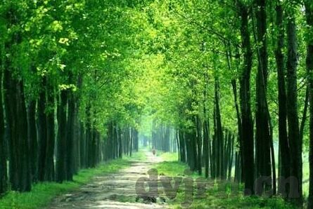 芒果大象回家视频-芒果、大象与回家的温馨瞬间，一则视频的温暖启示